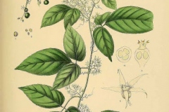 Plant-Illustration-of-Jiaogulan