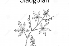 Sketch-of-Jiaogulan