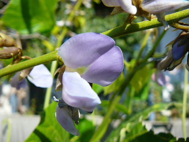 Close-up-flower-of-Jicama