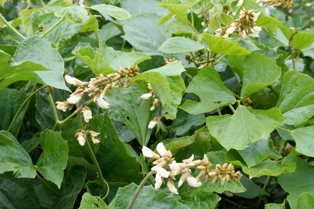 Leaves-of-Jicama