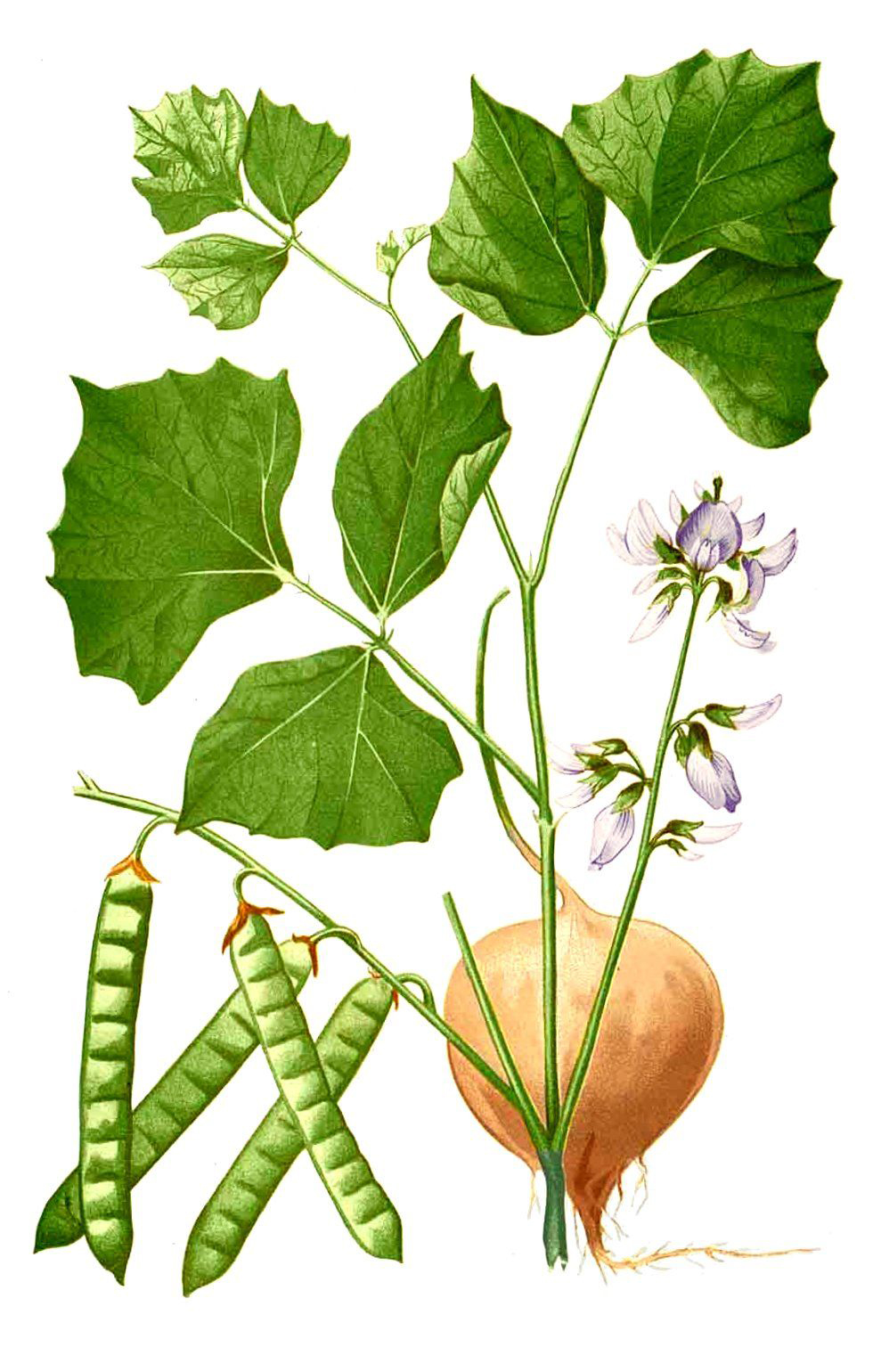 Plant-illustration-of-Jicama
