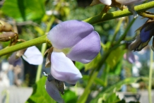Close-up-flower-of-Jicama