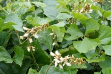Leaves-of-Jicama