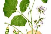 Plant-illustration-of-Jicama
