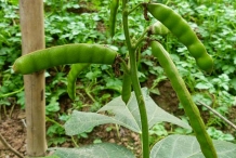 Pods-of-Jicama