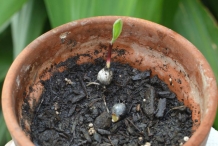 Germinated-Job's-tears