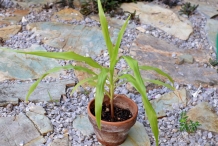 Job's-tears-plant