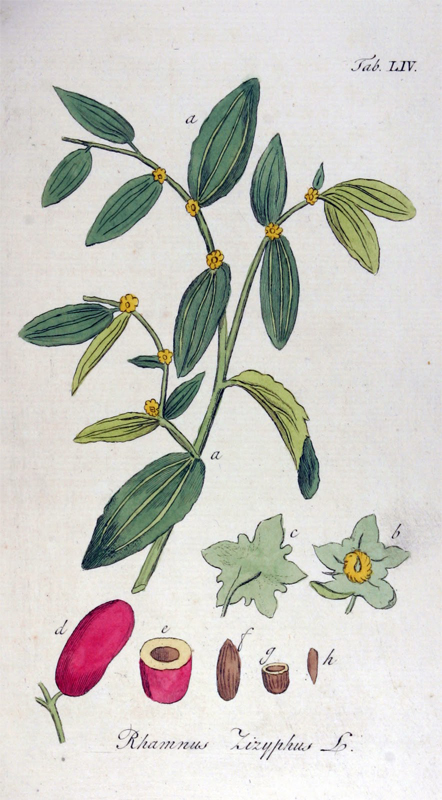 Illustration-of-Jujube-plant