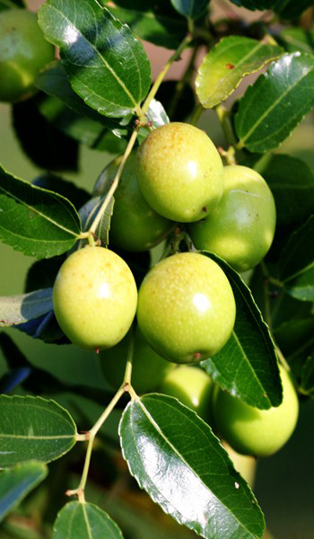 Jujube-fruit-green