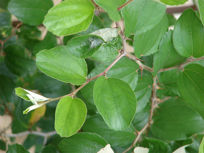 Leaves-of-Jujube-plant