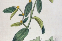 Illustration-of-Jujube-plant