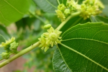 Jujube-flowers