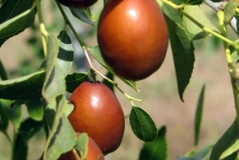 Jujube-fruit-brown