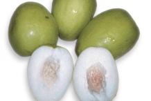 Jujube-fruit-green-cut