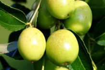 Jujube-fruit-green
