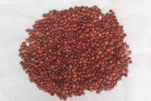 Jujube-seeds