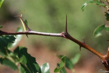 Jujube-stem