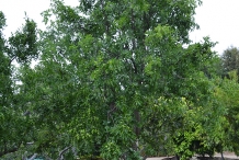 Jujube-tree