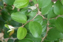 Leaves-of-Jujube-plant