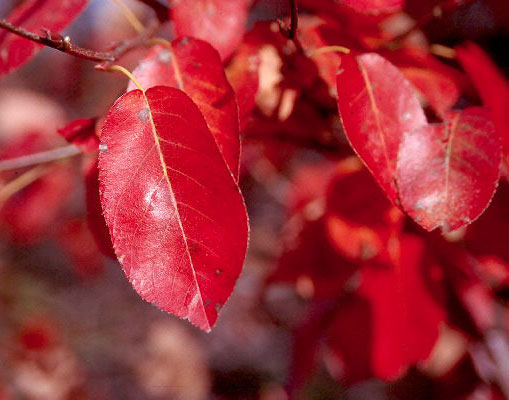 Fall-leaves-of-Juneberry