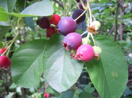 Immature-Juneberry-on-the-tree