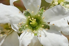 Closer-view-of-flower-of-Juneberry
