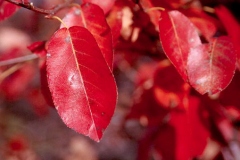 Fall-leaves-of-Juneberry