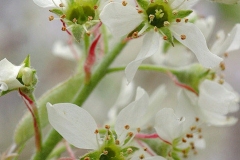 Flowers-of-Juneberry