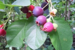 Immature-Juneberry-on-the-tree