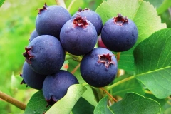 Mature-juneberry-on-the-tree