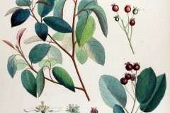 Plant-Illustration-of-Juneberry
