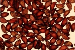 Seeds-of-Juneberry