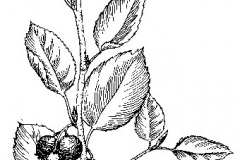 Sketch-of-Juneberry