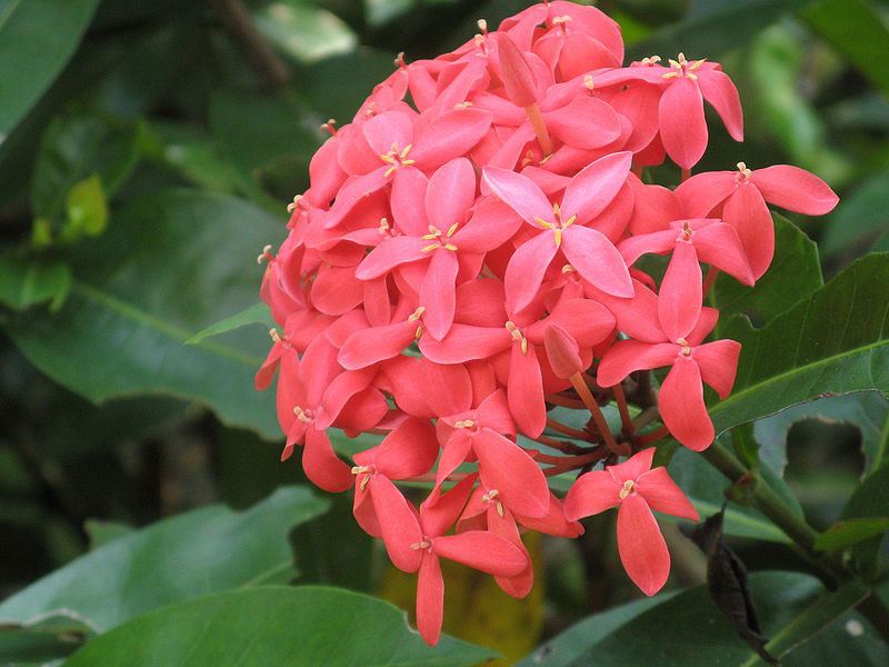 Closer-view-of-Jungle-Geranium-flower