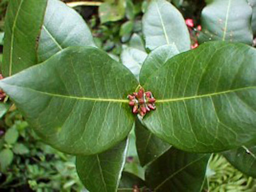 Leaves-of-Jungle-Geranium