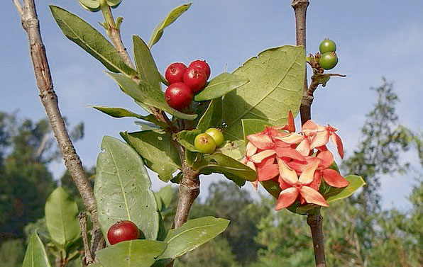 Mature-and-immature-fruits-of-Jungle-Geranium