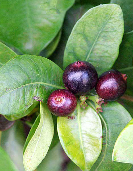 Mature-fruits-of-Jungle-Geranium