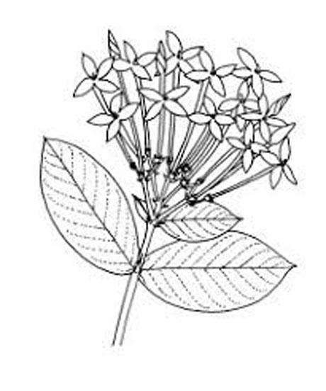 Sketch-of-Jungle-Geranium