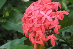 Closer-view-of-Jungle-Geranium-flower