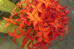 Flower-of-Jungle-Geranium