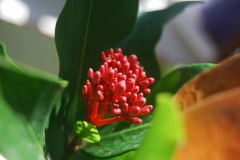 Flowering-buds-of-Jungle-Geranium