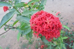 Jungle-Geranium-plant