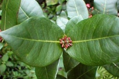 Leaves-of-Jungle-Geranium