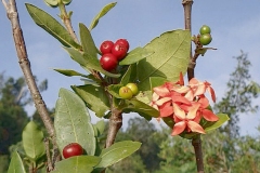 Mature-and-immature-fruits-of-Jungle-Geranium