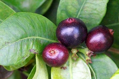 Mature-fruits-of-Jungle-Geranium
