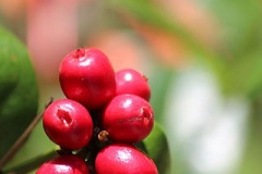 Maturing-fruits-of-Jungle-Geranium