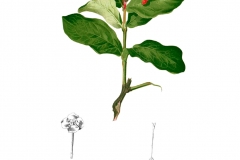 Plant-Illustration-of-Jungle-Geranium