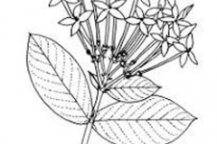 Sketch-of-Jungle-Geranium