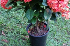 Small-Jungle-Geranium-plant