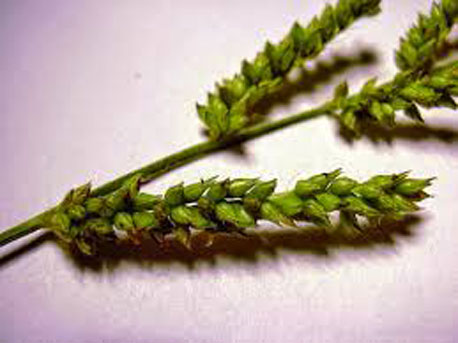 Closer-view-of-spikelet-of-Jungle-Rice